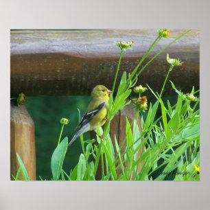 Poster Dining Goldfinch