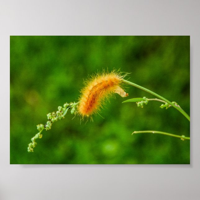 Poster d'insectes de ver jaune de chenille (Devant)