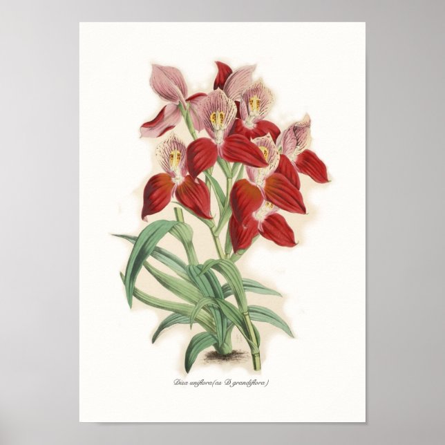 Poster Disa uniflora (comme D grandiflora) (Devant)