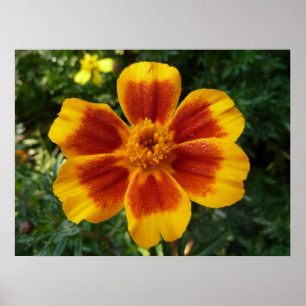 Poster Disco Marigold Orange et Rouge Fleur d'été
