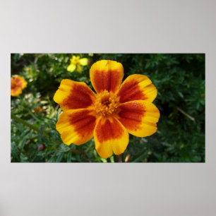 Poster Disco Marigold Orange et Rouge Fleur d'été