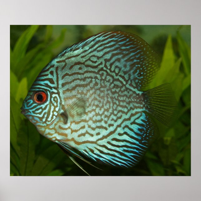 Poster Discus - Symphysodon aequifasciata (Devant)