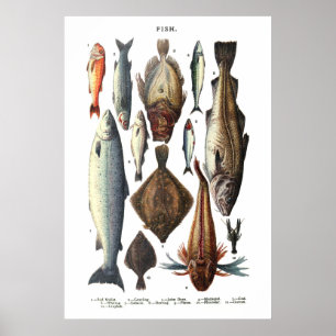 Poster Display of different types of fish