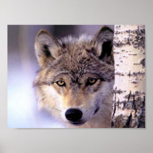 Poster Dissimulation