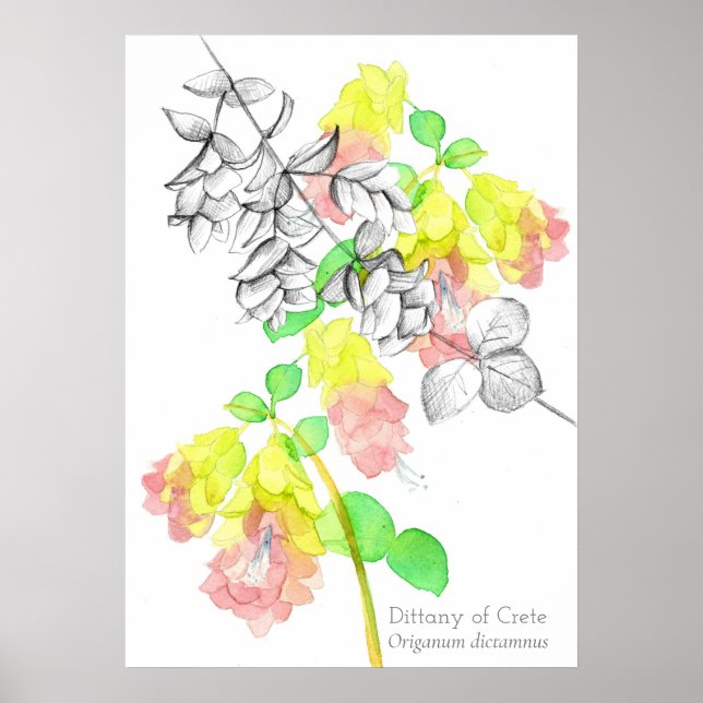 Poster Dittany De Crète Origanum dictamnus Botanique (Devant)