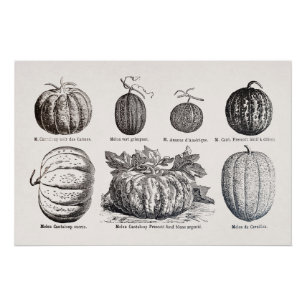Poster Diverses espèces de melons