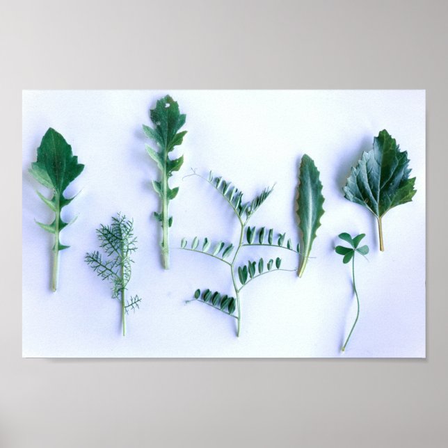 Poster Diverses Formes Vert Feuille Nature (Devant)