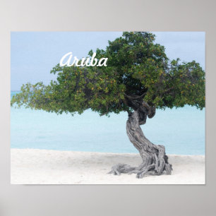 Poster Divi Divi Tree