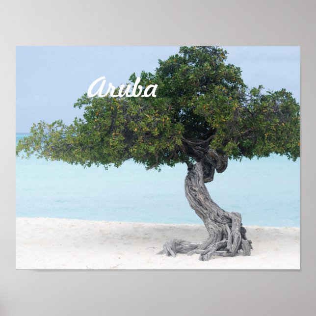 Poster Divi Divi Tree (Devant)