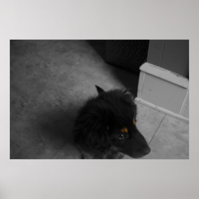 Poster Divo B&W (Devant)