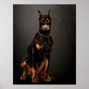 Poster Doberman