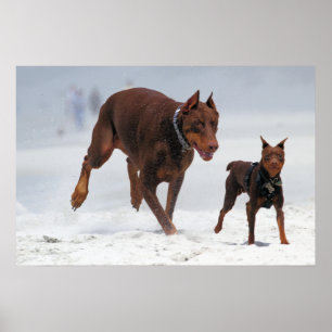 Poster Doberman et Min Pin - REGARDEZ ! Un Mini Moi !