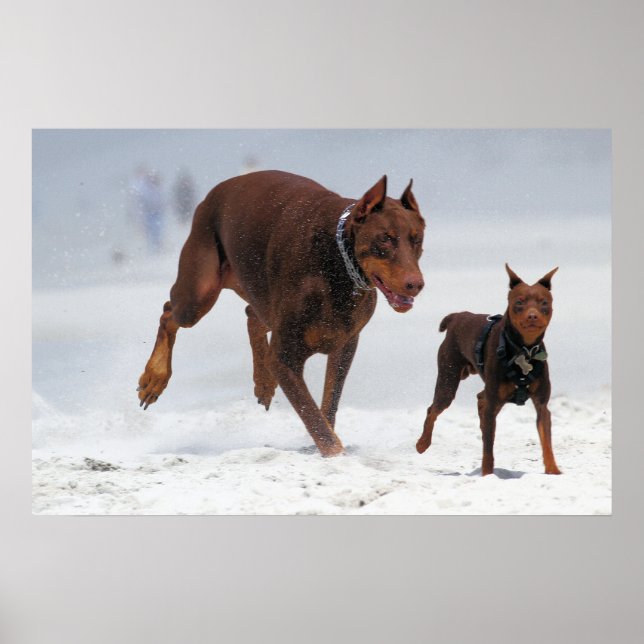 Poster Doberman et Min Pin - REGARDEZ ! Un Mini Moi ! (Devant)