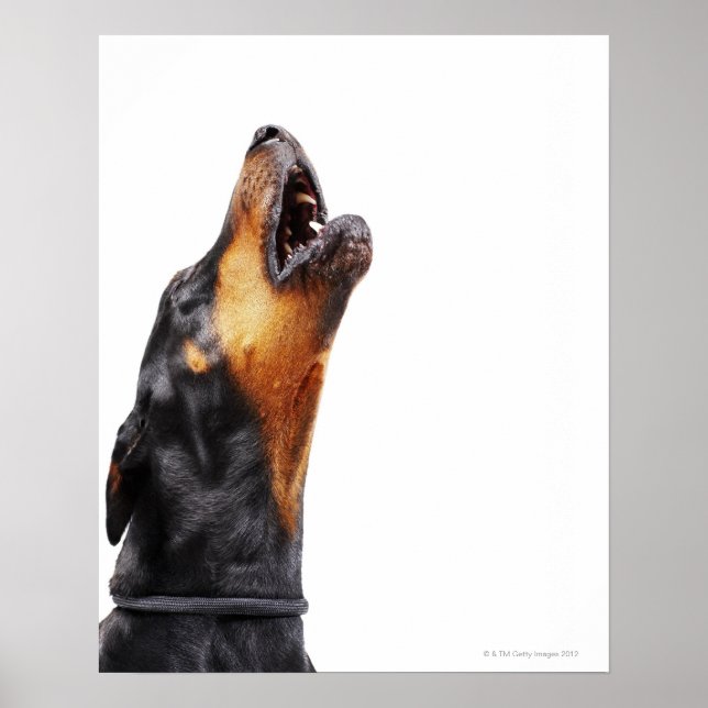 Poster Doberman hurle (Devant)