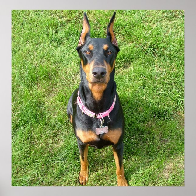 Poster Doberman Pinscher (Devant)