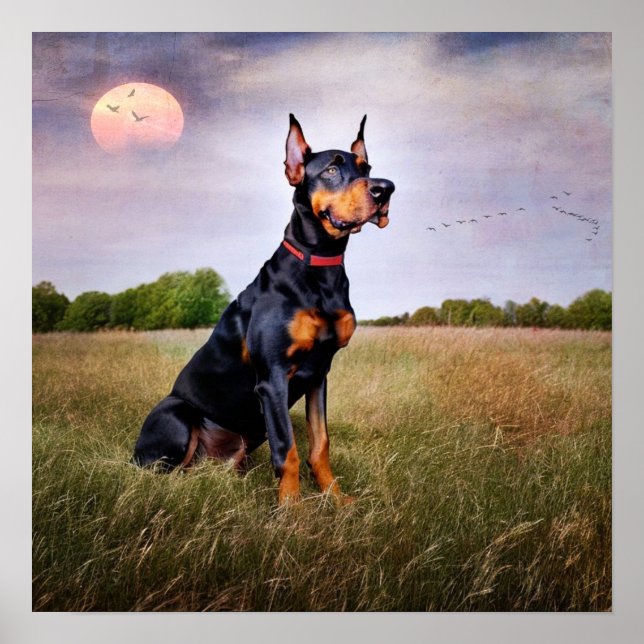 Poster Doberman Pinscher (Devant)