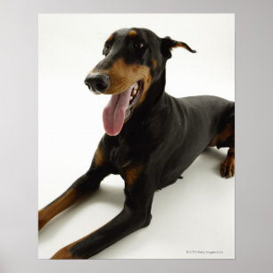 Poster Doberman Pinscher 2