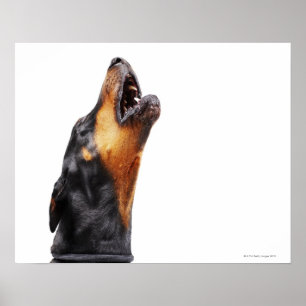 Poster Dobermann hurlant, plan rapproché