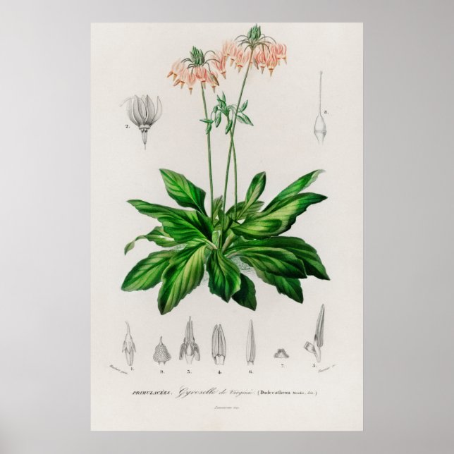 Poster Dodécatheon meadia (Devant)