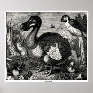 Poster Dodo Antique Print