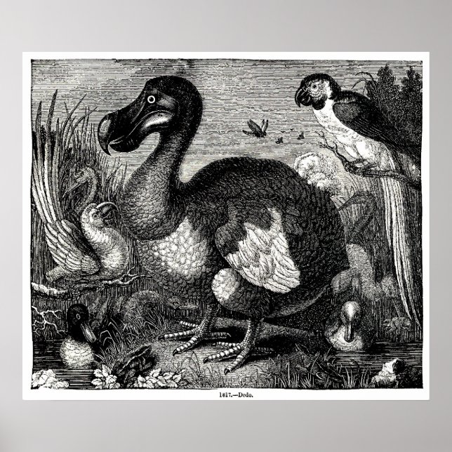 Poster Dodo Antique Print (Devant)