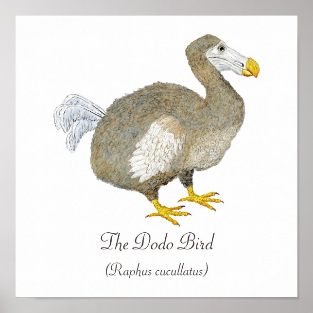 Poster Dodo Bird Art (Devant)