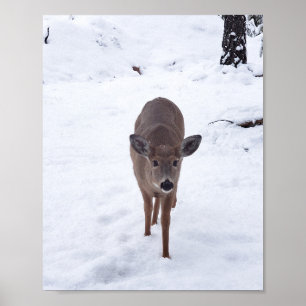 Poster Doe cerf dans la neige Montana Faune photographie