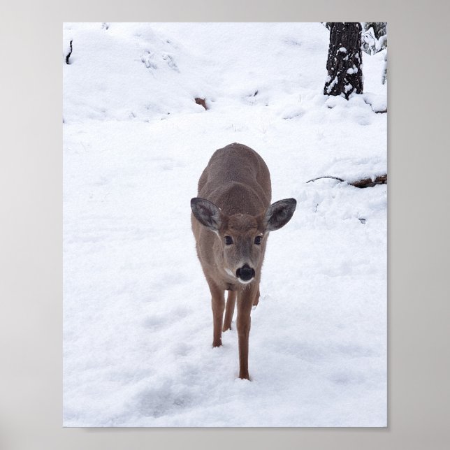 Poster Doe cerf dans la neige Montana Faune photographie (Devant)