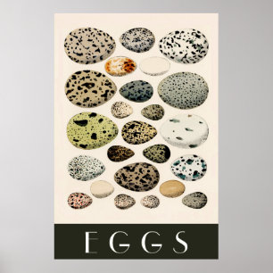 Poster d'oeufs