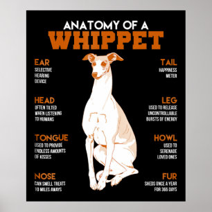 Poster Dog anatomy of a whippet dogs t funny vend