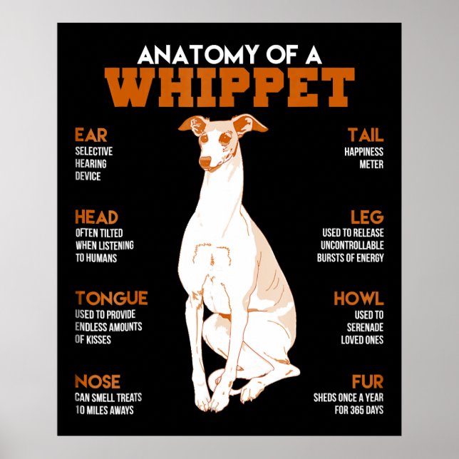 Poster Dog | anatomy of a whippet dogs t funny vend (Devant)