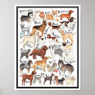 Poster Dog Breeds