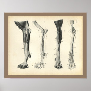 Poster Dog Leg Bones Muscles Veterinary Anatomy Print
