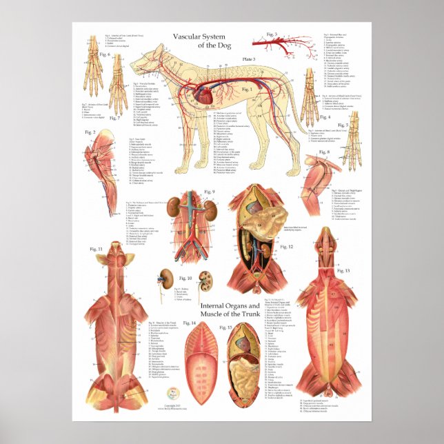 Poster Dog Muscles Arteries Anatomy Chart (Devant)