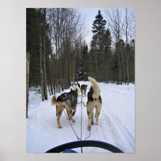 Poster Dog Sledding à Québec, Canada (Devant)