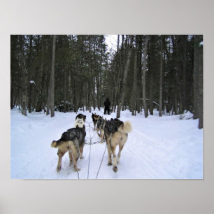 Poster Dog Sledding à Québec, Canada