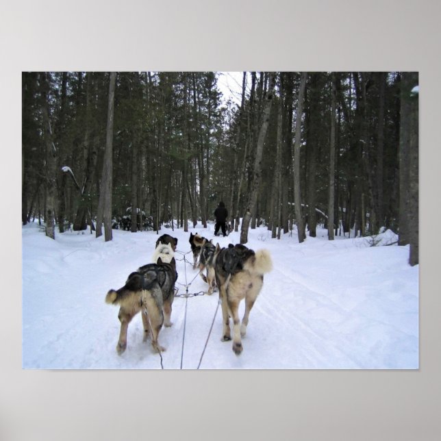 Poster Dog Sledding à Québec, Canada (Devant)