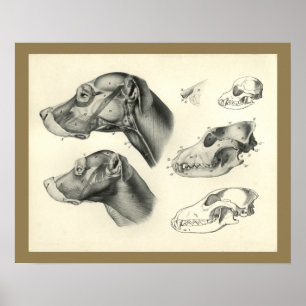 Poster Dog Veterinary Skull Head Muscle Anatomy Print