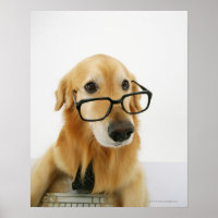 Dog wearing tie and glasses sitting on chair in
