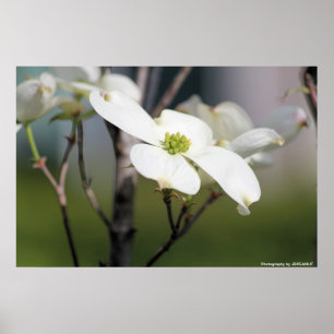 Poster Dogwood blanc