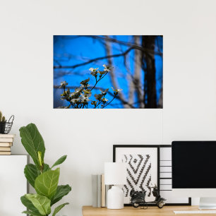 Poster Dogwood Blossom,