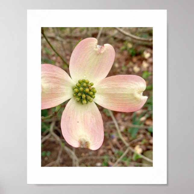 Poster Dogwood Blossom (Devant)