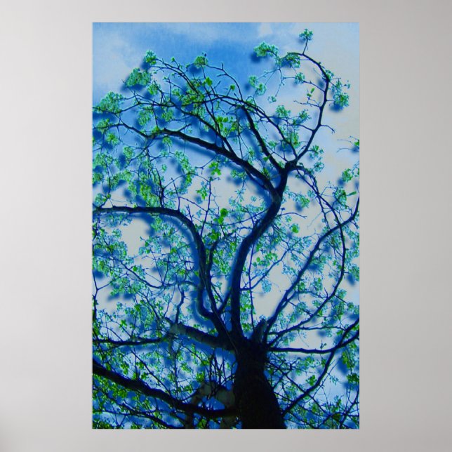 Poster Dogwood Rendition III (Devant)