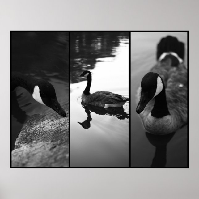 Poster d'oies (Devant)