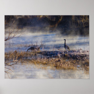 Poster d'oies en pause