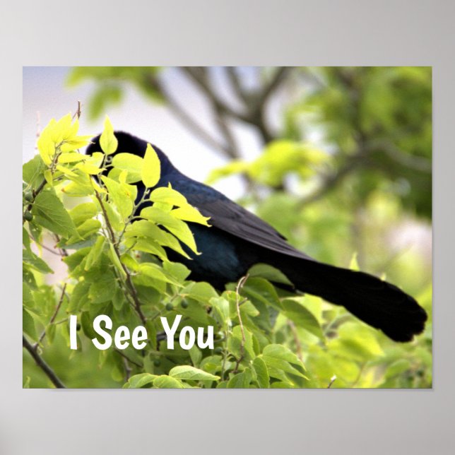 Poster d'oiseau à queue de bateau (Devant)