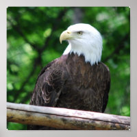 Poster d'oiseau d'aigle chauve
