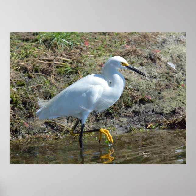 Poster d'oiseau d'aigrette blanc gracieux (Devant)
