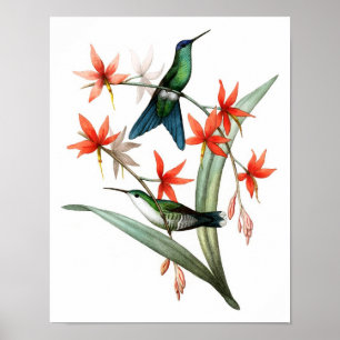 Poster d'oiseau d'antiquité No.12 Imprimer.