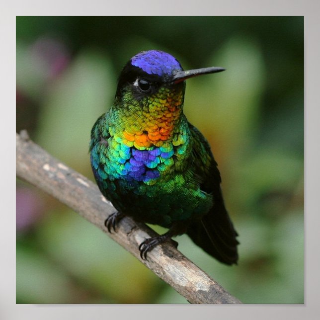 Poster d'oiseau de colibri à gorge fière (Devant)